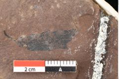 Foto (Detailsansicht) von Quercus palaeoilex Ettingshausen (NHMW-GEO-2024-0188-0837)